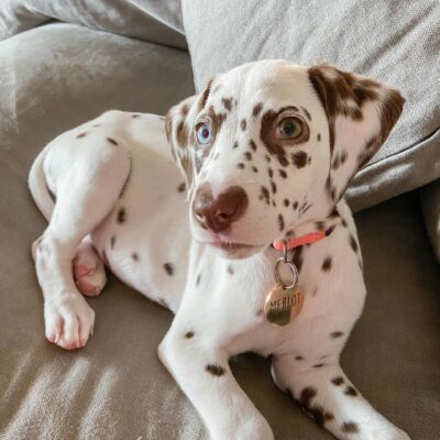 dalmatian puppies for sale near me