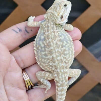 bearded dragons for sale, bearded dragons for adoption
