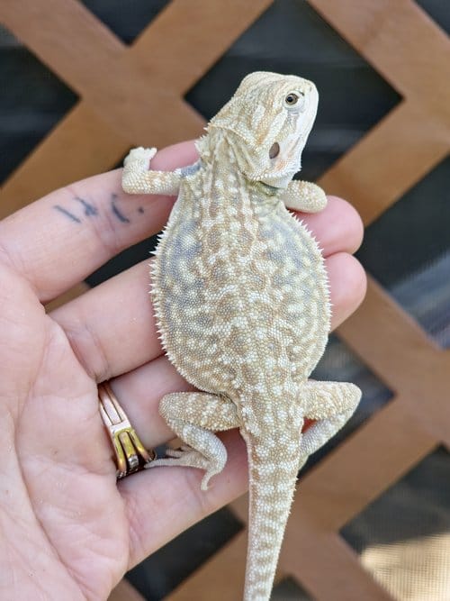 bearded dragons for sale, bearded dragons for adoption