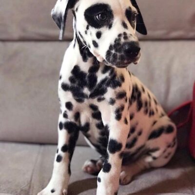 dalmatian puppies for sale near me