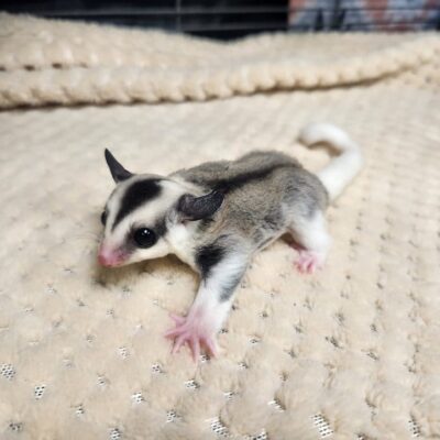 baby sugar gliders for sale