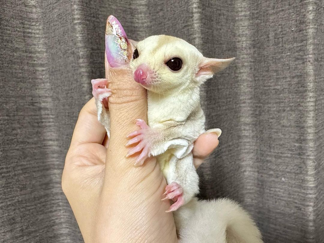 how much does a sugar glider cost in the USA baby sugar gliders for sale