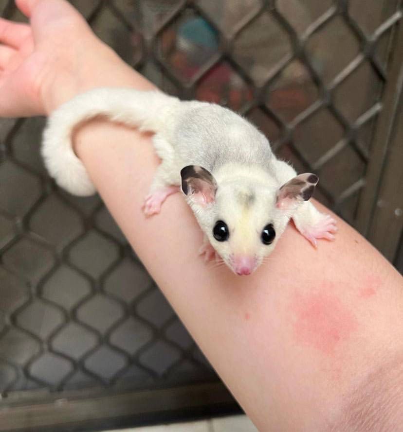 Sugar Gliders as Pet baby sugar gliders for sale