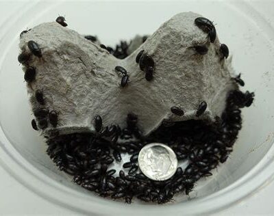 Live Black Cleaner Beetles Small Pet & Reptile Food 2