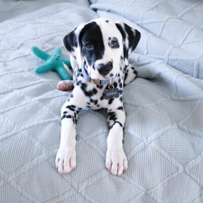 dalmatian puppies for sale near me
