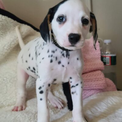 dalmatian puppies for sale near me