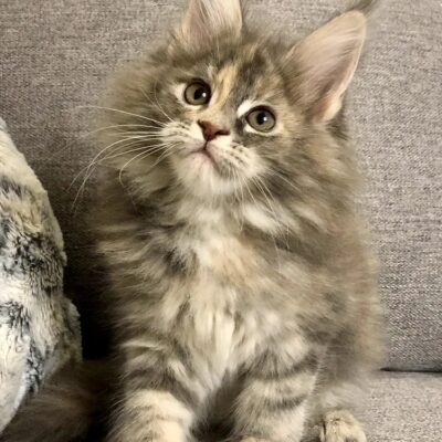 Order Maine Coon kittens online, Adopt Maine Coon kittens, Reserve a Maine Coon kitten, buy Maine Coon cats online, Maine Coon kittens with shipping, Maine Coon kittens ready to go, Affordable Maine Coon kittens,, Female kitties for sale