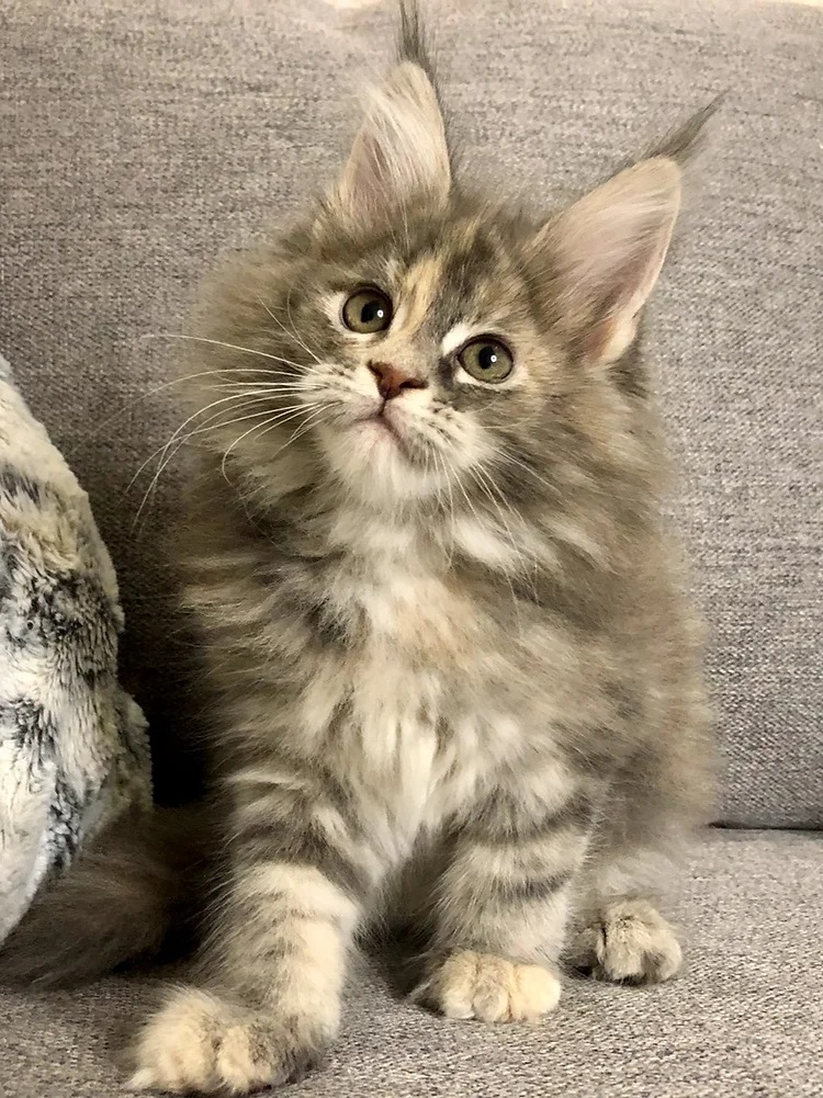 Where to find Maine Coon kittens for sale Order Maine Coon kittens online, Adopt Maine Coon kittens, Reserve a Maine Coon kitten, buy Maine Coon cats online, Maine Coon kittens with shipping, Maine Coon kittens ready to go, Affordable Maine Coon kittens,, Female kitties for sale