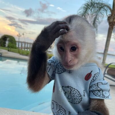 adorable exotic monkeys