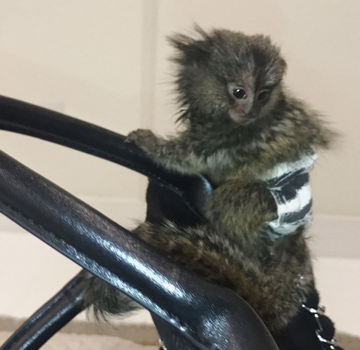 Oliv marmoset monkey for sale