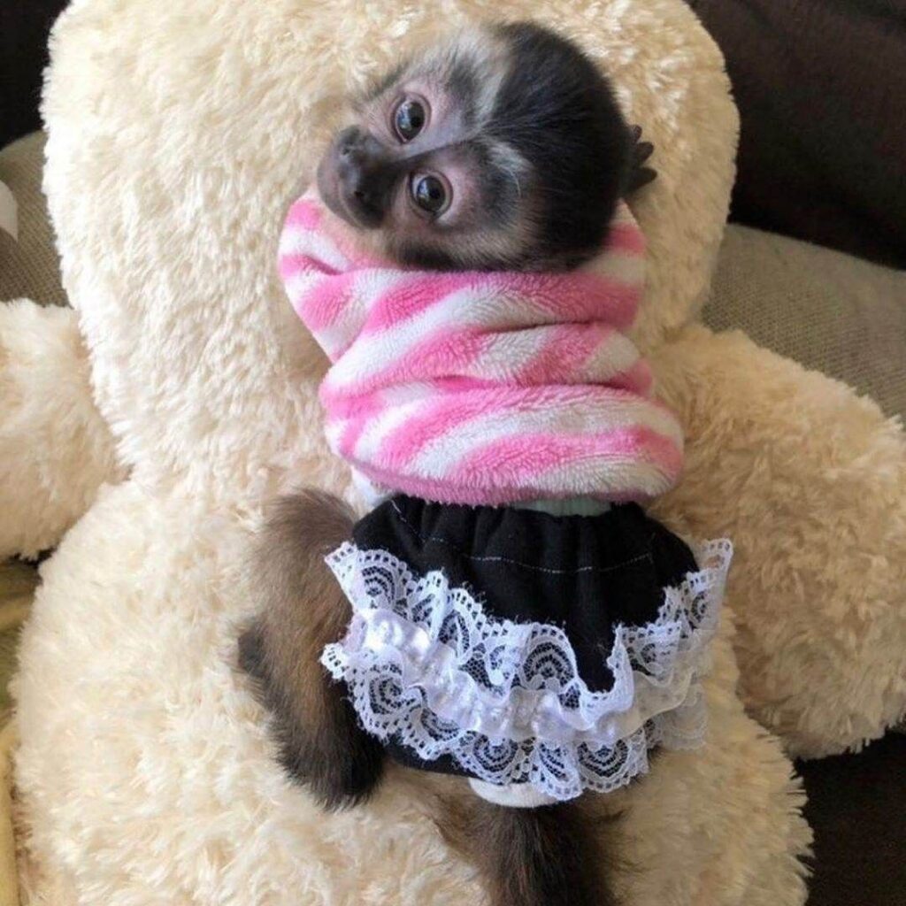 Capuchin Monkey – Playful and Intelligent Primate