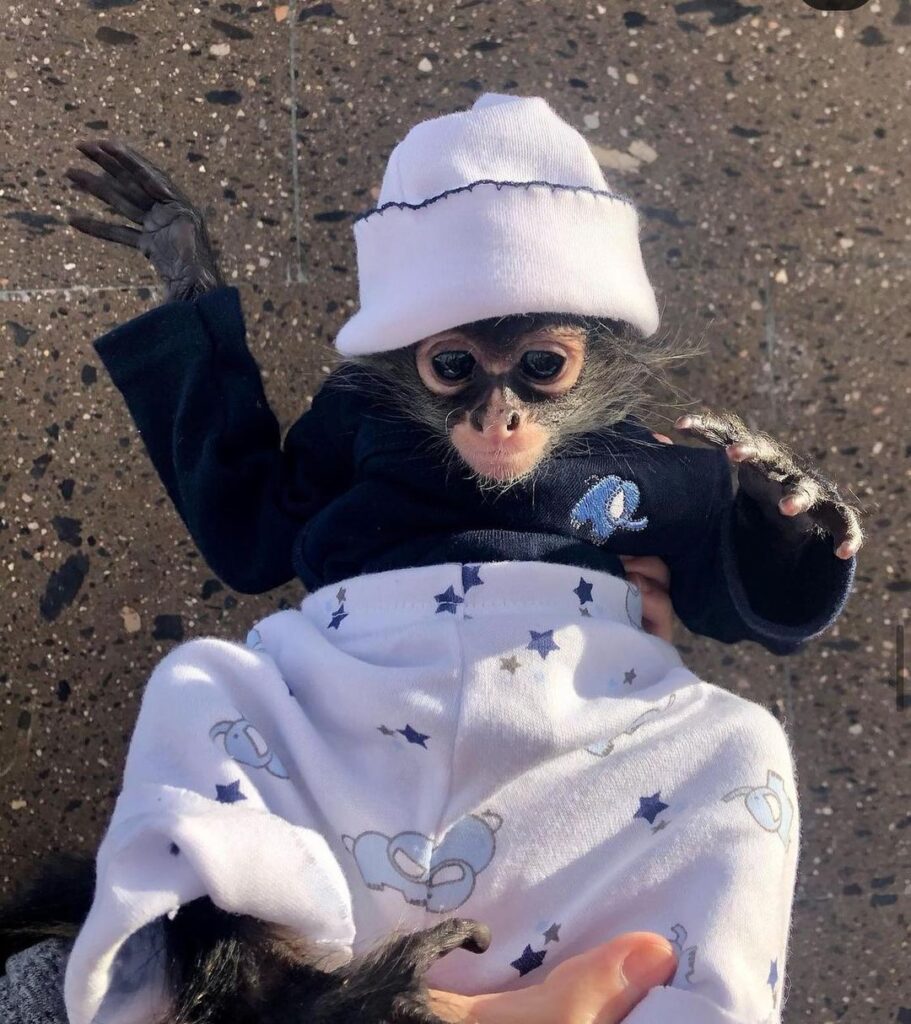 spider monkey for sale - Cind