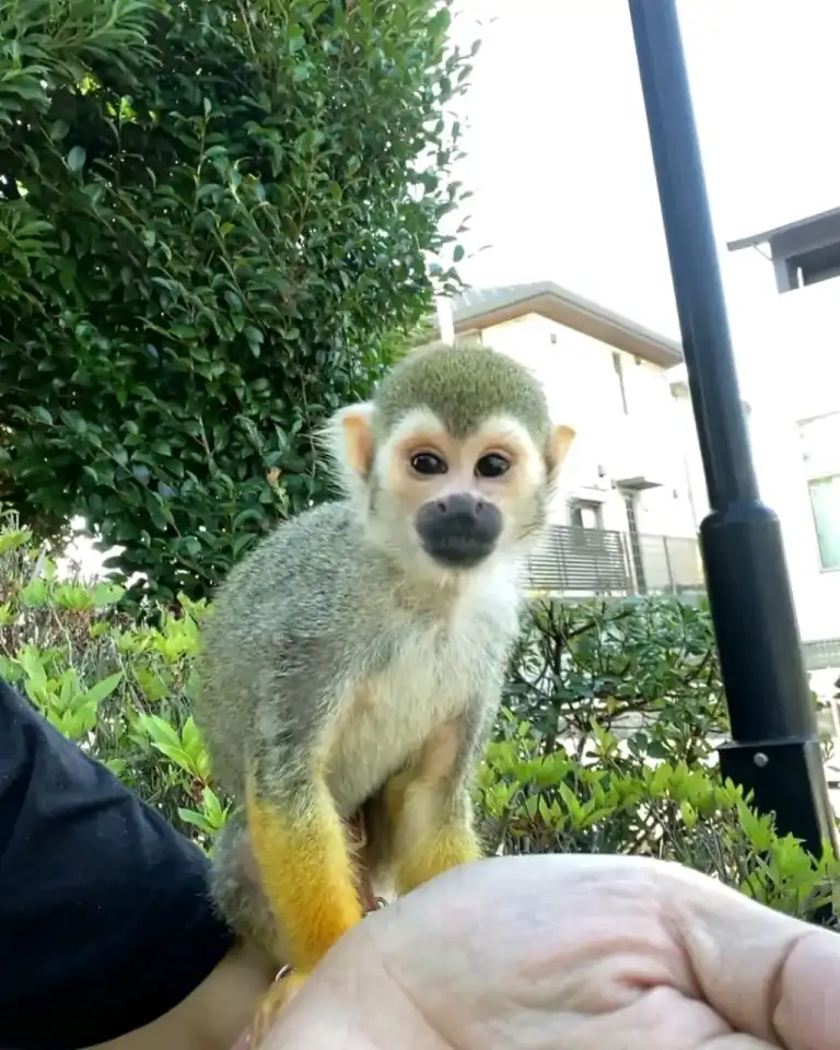 buy a squirrel monkey for sale