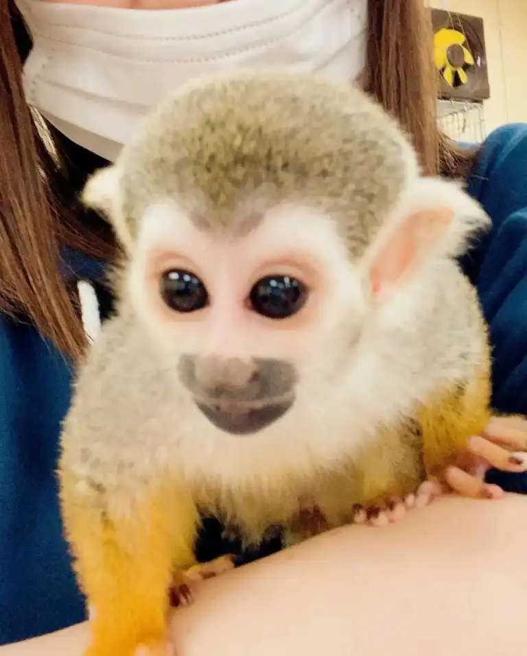 buy a squirrel monkey for sale