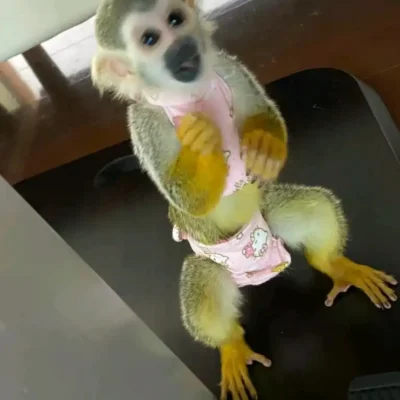 High quality image of a squirrel monkey, showing its small size, expressive face, and playful nature for a purchase listing.