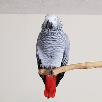 African Grey Parrots: Coco Pinky