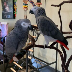High quality image of African Grey parrots for sale, showcasing their intelligent expressions and distinctive grey plumage.