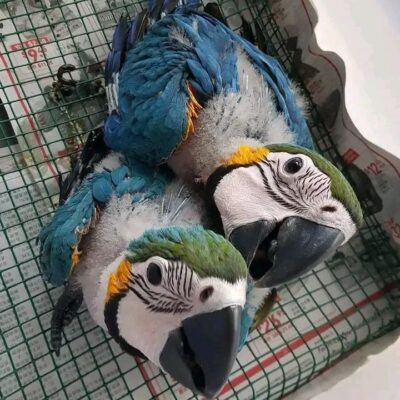 parrots for sale in COLORADO