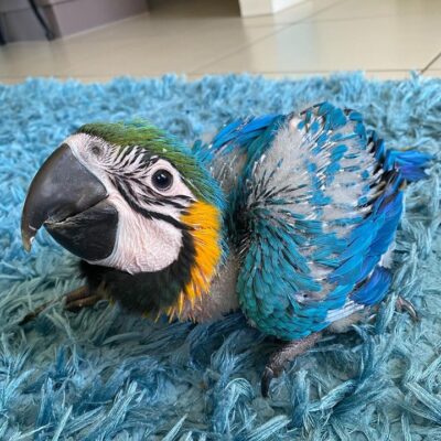 Macaw Parrots for Sale in Illinois