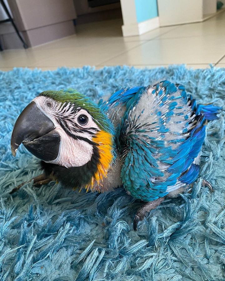 Macaw Parrots for Sale in Illinois