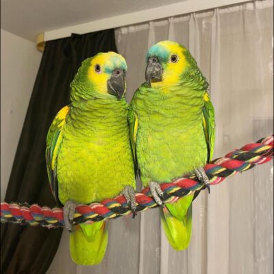 High quality image of Amazon parrots displaying bright green feathers and vibrant facial markings.