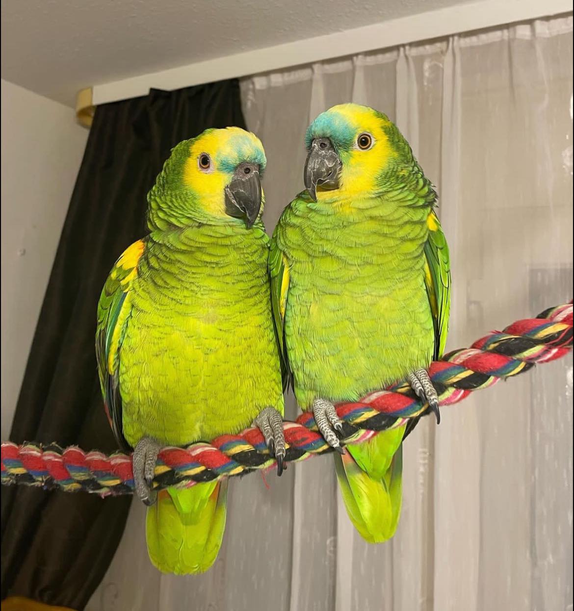 High quality image of Amazon parrots displaying bright green feathers and vibrant facial markings.