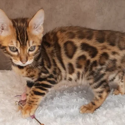 Bengal kitten: Hugo