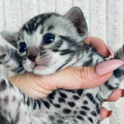 Bengal kitten: Snow White