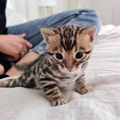 High quality image of Bengal kittens near me, showcasing playful Bengal cats with spotted and marbled coats.