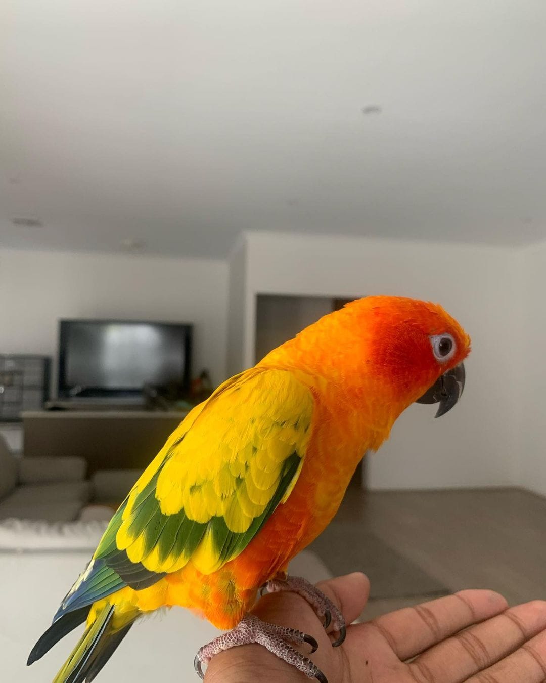 Healthy Caique parrot available for adoption with vibrant green, yellow, and orange feathers.