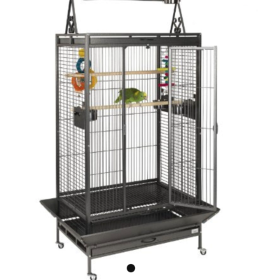 Colorful parrots inside Liberta Cambridge Parrots House showcasing healthy companion birds