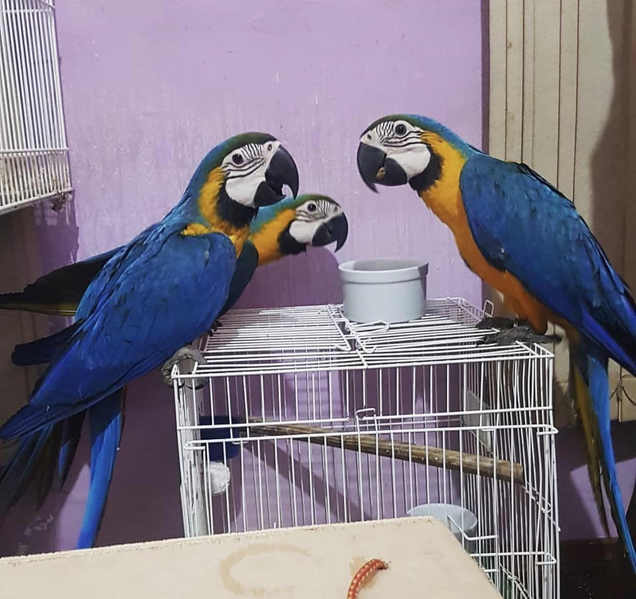 Buy  Scarlet Macaw Online  In Syndey, Australia, Buy  Scarlet Macaw Online  In Melbourne, Australia, Buy Scarlet Macaw  Online  in Brisbane, Australia, Buy  Scarlet Macaw Online  In Perth, Australia, Buy  Scarlet Macaw Online  In Adelaide, Australia, Buy  Scarlet Macaw Online  In Gold Coast-Tweed Heads, Australia, Buy  Scarlet Macaw Online  In Newcastle-Maitland, Australia, Buy  Scarlet Macaw Online  In Canberra-Queanbeyan, Australia,