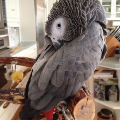 African Grey Parrot for Sale