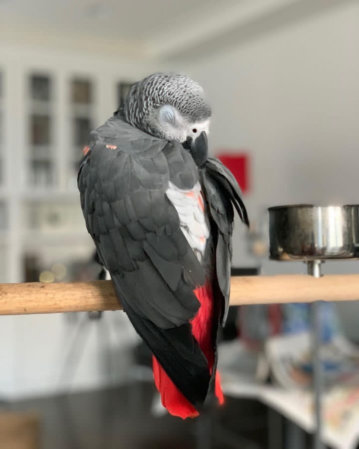High quality image of African Grey parrots for sale in Louisiana, showcasing their intelligent expressions and distinctive grey plumage.