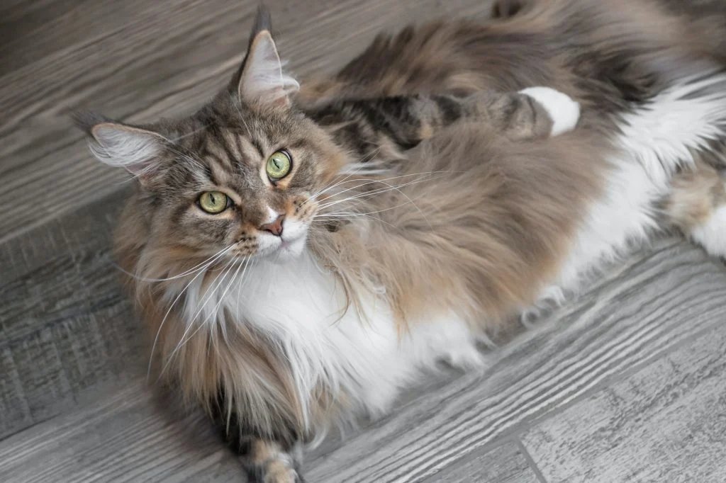 Order Maine Coon kittens online,
Adopt Maine Coon kittens,
Reserve a Maine Coon kitten,
buy Maine Coon cats online,
Maine Coon kittens with shipping,
Maine Coon kittens ready to go,
Affordable Maine Coon kittens,