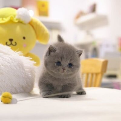 Munchkin Kittens For Sale