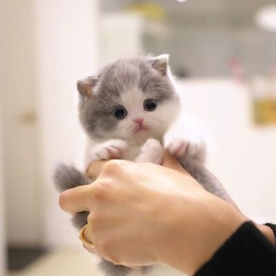 Buy Munchkin Kittens