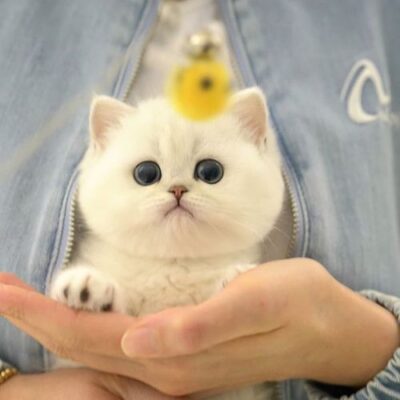 Munchkin Cats for Sale