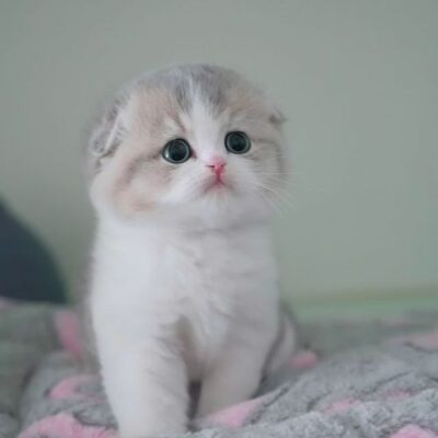 Munchkin Cats For Adoption