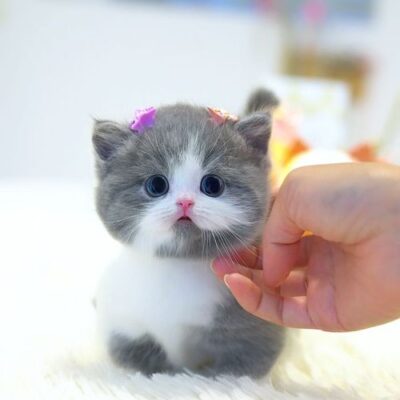 New Arrival Munchkin Cats For Sale