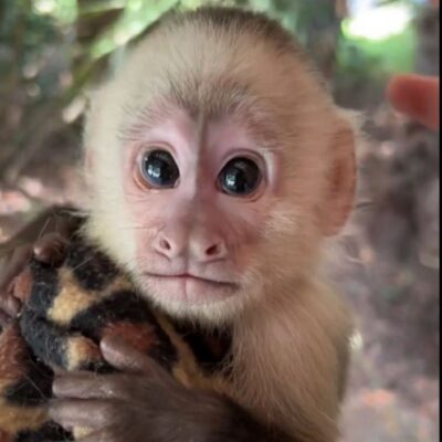 buy baby capuchin monkeys