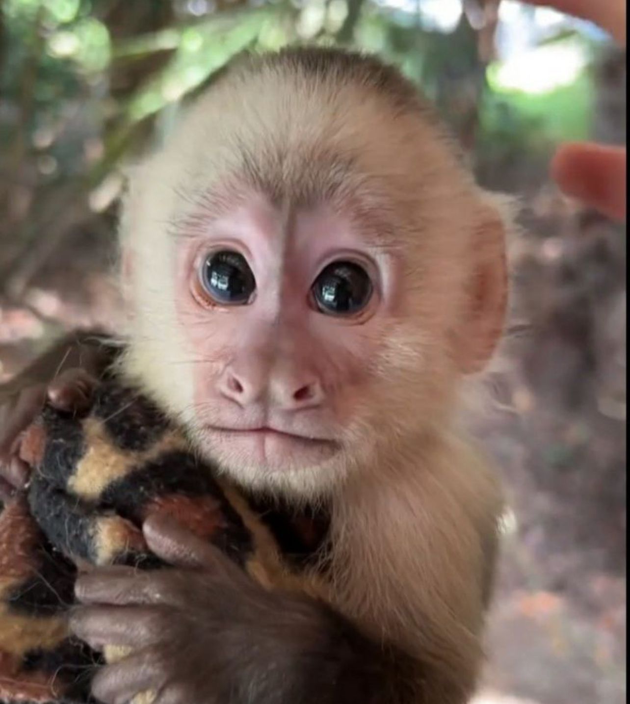 buy baby capuchin monkeys
