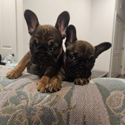 bulldogs for adoption