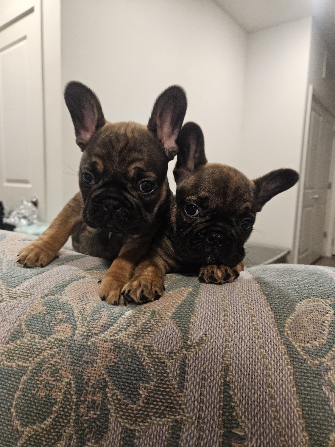 Two bulldogs sitting together indoors available for adoption as a bonded pair