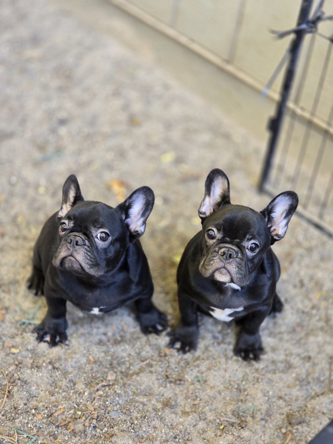 French Bulldog named Skittle with upright bat ears and smooth short coat sitting indoors