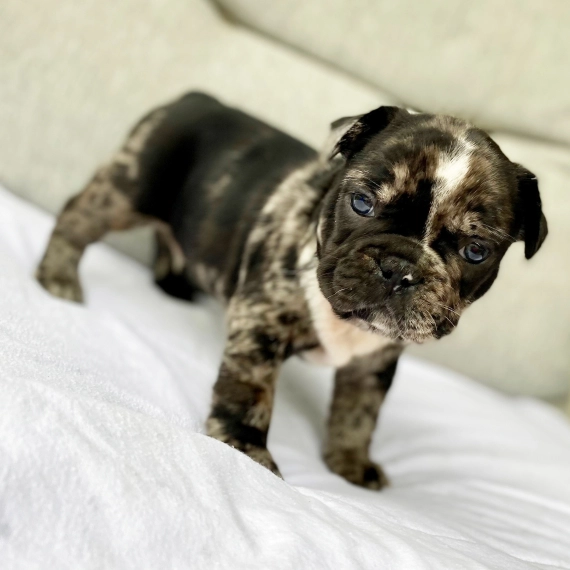 french bulldog Luiza