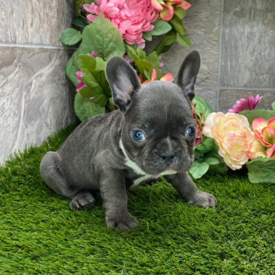 french bulldog
