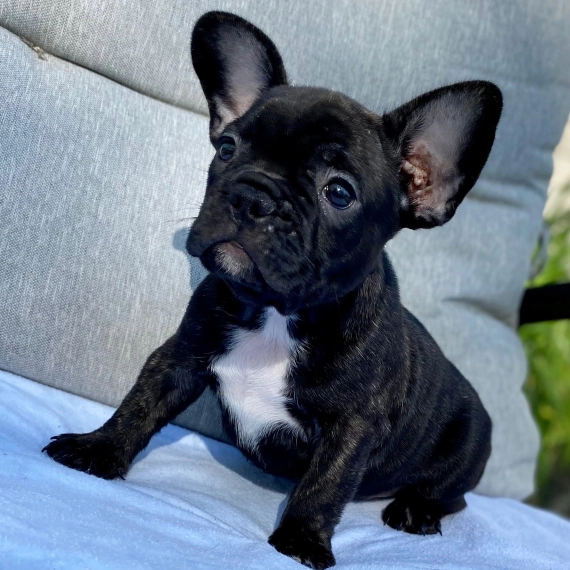 French Bulldog named Percy sitting with upright bat ears and smooth short coat