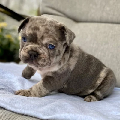 french bulldog skittle