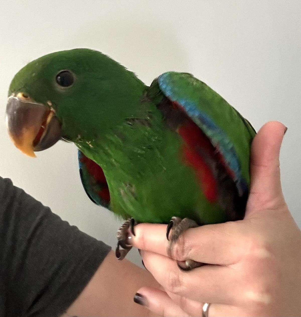 Buy Male Eclectus